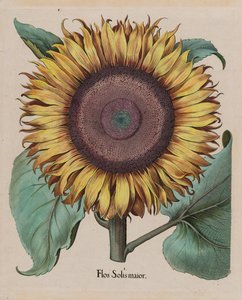 Grote Zonnebloem (Flos Solis Maior), plaat 1 uit deel 5, B. Besler, Hortus Eystettensis, 1713 editie